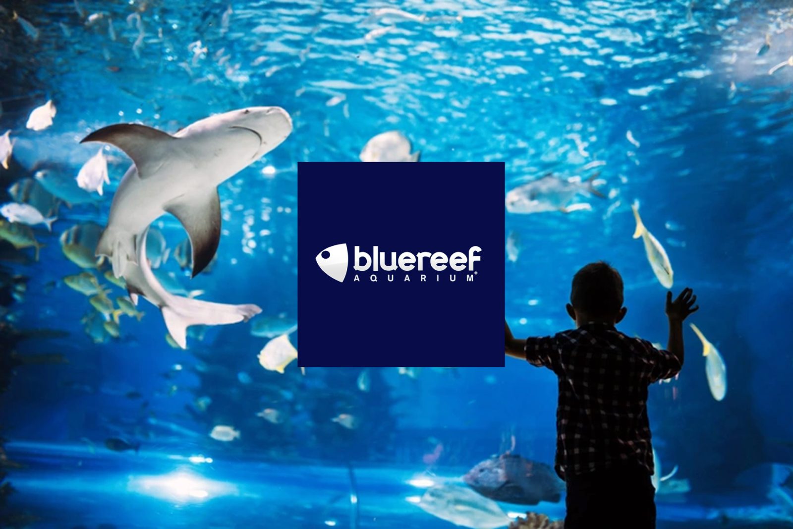 blue-reef-aquarium_newquay-clubbing