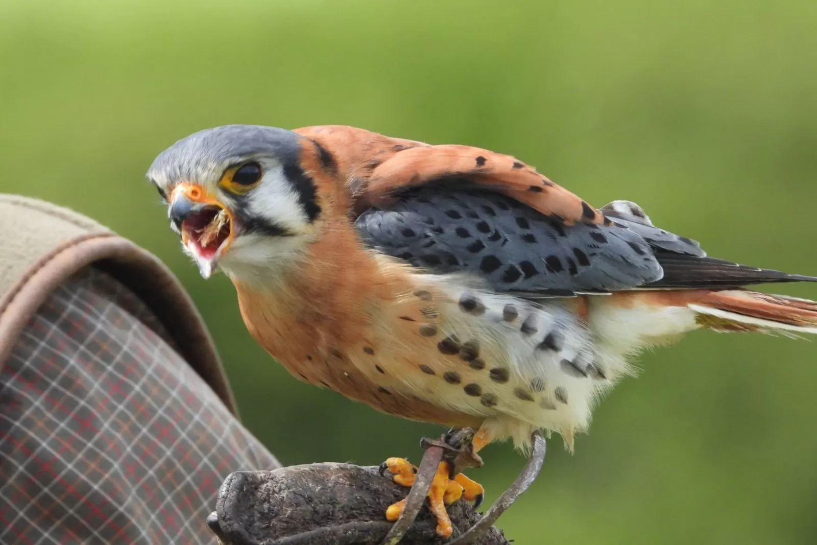 cornish-birds-of-prey-centre-newquay---newquay---clubbing