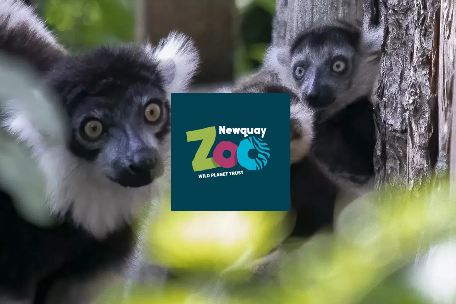 newquay_zoo_newquay-clubbing