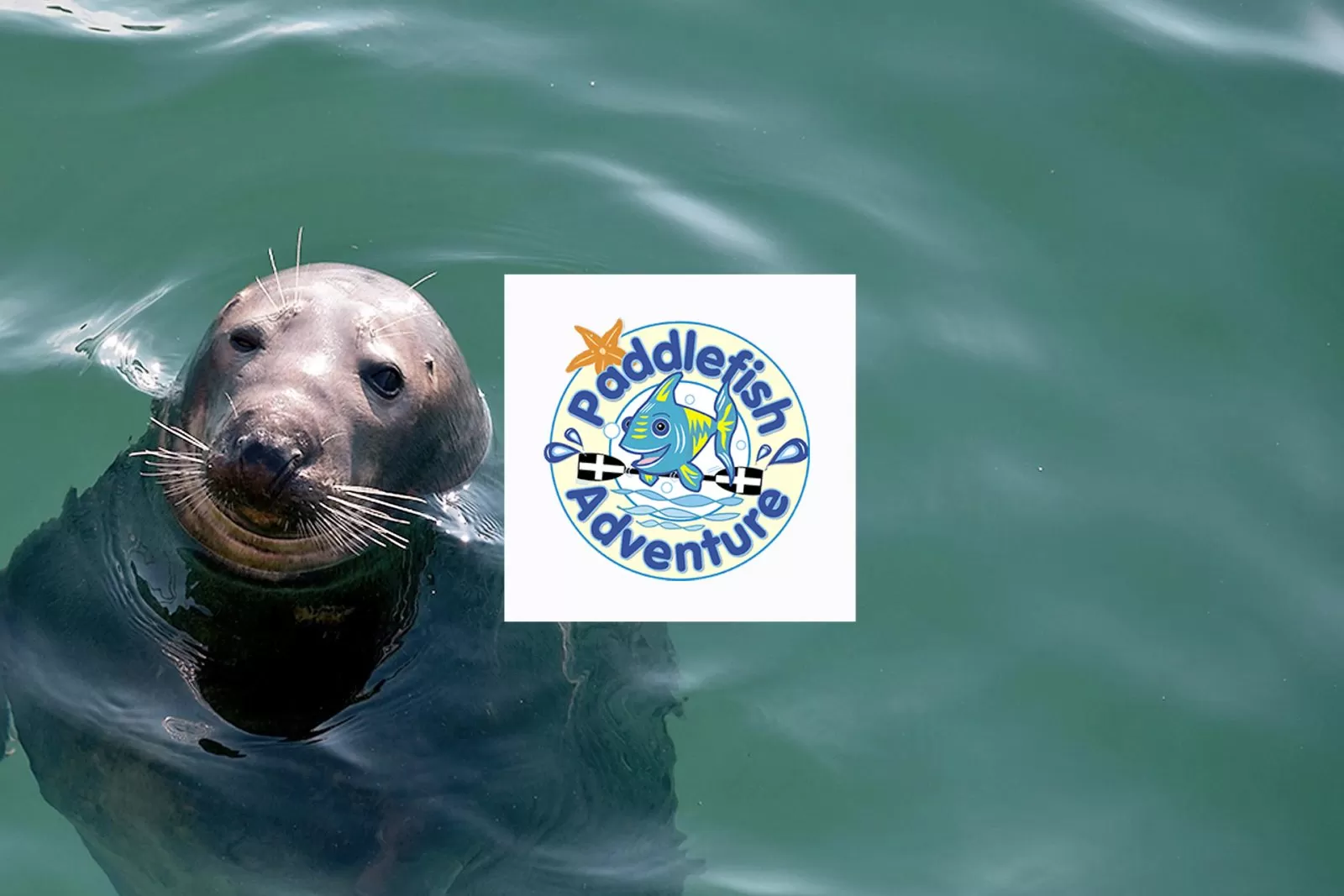 wild_life_cruises_newquay-clubbing